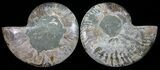 Polished Ammonite Pair - Agatized #54324-1